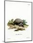 European Badger-null-Mounted Giclee Print