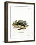 European Badger-null-Framed Giclee Print