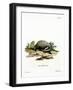 European Badger-null-Framed Giclee Print