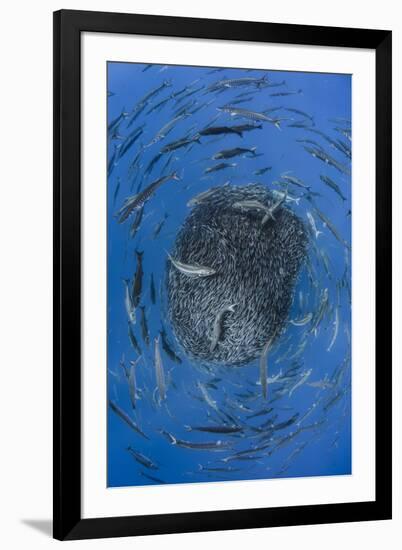 European barracuda and Bluefish circling baitball of Atlantic horse mackerel, Azores-Jordi Chias-Framed Premium Photographic Print