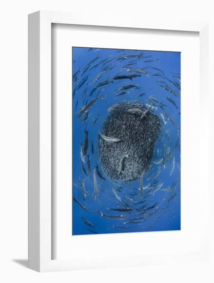 European barracuda and Bluefish circling baitball of Atlantic horse mackerel, Azores-Jordi Chias-Framed Photographic Print