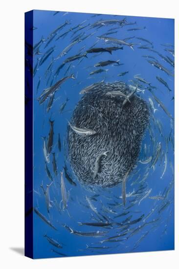 European barracuda and Bluefish circling baitball of Atlantic horse mackerel, Azores-Jordi Chias-Stretched Canvas