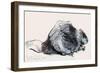 European Beaver (Study) 2001-Mark Adlington-Framed Giclee Print