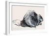 European Beaver (Study) 2001-Mark Adlington-Framed Giclee Print