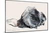 European Beaver (Study) 2001-Mark Adlington-Mounted Giclee Print