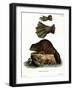 European Beaver-null-Framed Giclee Print