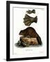 European Beaver-null-Framed Giclee Print