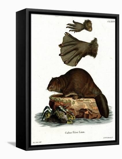 European Beaver-null-Framed Stretched Canvas