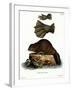 European Beaver-null-Framed Giclee Print