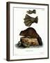 European Beaver-null-Framed Giclee Print