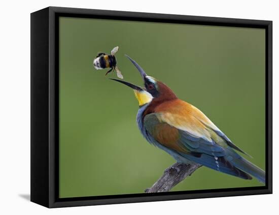 European Bee-Eater (Merops Apiaster) Catching Bumblebee in Beak, Pusztaszer, Hungary, May 2008-Varesvuo-Framed Stretched Canvas