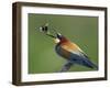 European Bee-Eater (Merops Apiaster) Catching Bumblebee in Beak, Pusztaszer, Hungary, May 2008-Varesvuo-Framed Photographic Print