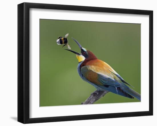 European Bee-Eater (Merops Apiaster) Catching Bumblebee in Beak, Pusztaszer, Hungary, May 2008-Varesvuo-Framed Photographic Print