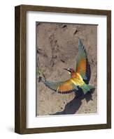 European Bee-Eater (Merops Apiaster) Flying to Nest Hole in Bank, Pusztaszer, Hungary, May 2008-Varesvuo-Framed Photographic Print