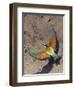 European Bee-Eater (Merops Apiaster) Flying to Nest Hole in Bank, Pusztaszer, Hungary, May 2008-Varesvuo-Framed Photographic Print