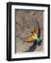 European Bee-Eater (Merops Apiaster) Flying to Nest Hole in Bank, Pusztaszer, Hungary, May 2008-Varesvuo-Framed Photographic Print