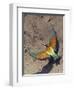 European Bee-Eater (Merops Apiaster) Flying to Nest Hole in Bank, Pusztaszer, Hungary, May 2008-Varesvuo-Framed Photographic Print