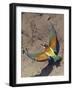 European Bee-Eater (Merops Apiaster) Flying to Nest Hole in Bank, Pusztaszer, Hungary, May 2008-Varesvuo-Framed Photographic Print