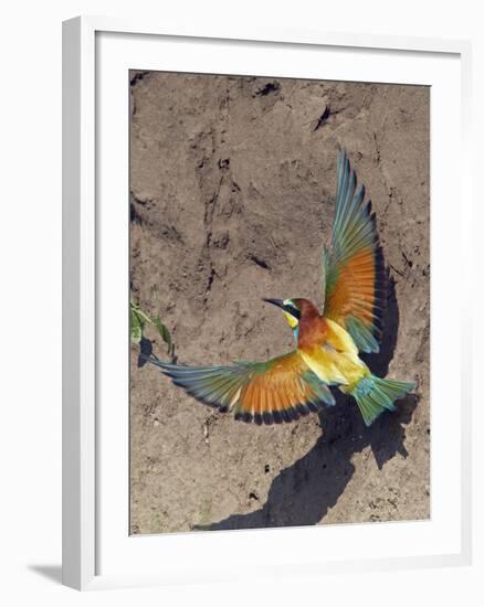 European Bee-Eater (Merops Apiaster) Flying to Nest Hole in Bank, Pusztaszer, Hungary, May 2008-Varesvuo-Framed Photographic Print