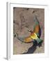 European Bee-Eater (Merops Apiaster) Flying to Nest Hole in Bank, Pusztaszer, Hungary, May 2008-Varesvuo-Framed Photographic Print