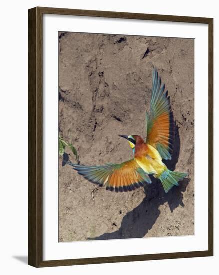 European Bee-Eater (Merops Apiaster) Flying to Nest Hole in Bank, Pusztaszer, Hungary, May 2008-Varesvuo-Framed Photographic Print