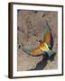 European Bee-Eater (Merops Apiaster) Flying to Nest Hole in Bank, Pusztaszer, Hungary, May 2008-Varesvuo-Framed Photographic Print