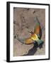 European Bee-Eater (Merops Apiaster) Flying to Nest Hole in Bank, Pusztaszer, Hungary, May 2008-Varesvuo-Framed Photographic Print