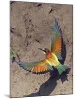 European Bee-Eater (Merops Apiaster) Flying to Nest Hole in Bank, Pusztaszer, Hungary, May 2008-Varesvuo-Mounted Photographic Print