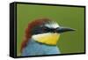 European Bee-Eater (Merops Apiaster) Head Portrait, Pusztaszer, Hungary, May 2008-Varesvuo-Framed Stretched Canvas