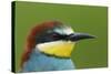 European Bee-Eater (Merops Apiaster) Head Portrait, Pusztaszer, Hungary, May 2008-Varesvuo-Stretched Canvas