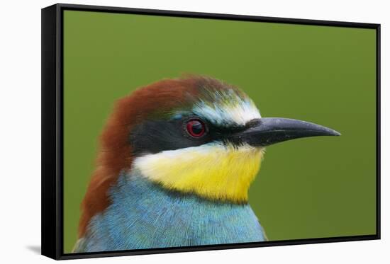 European Bee-Eater (Merops Apiaster) Head Portrait, Pusztaszer, Hungary, May 2008-Varesvuo-Framed Stretched Canvas