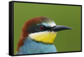 European Bee-Eater (Merops Apiaster) Head Portrait, Pusztaszer, Hungary, May 2008-Varesvuo-Framed Stretched Canvas
