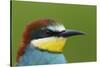 European Bee-Eater (Merops Apiaster) Head Portrait, Pusztaszer, Hungary, May 2008-Varesvuo-Stretched Canvas