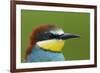 European Bee-Eater (Merops Apiaster) Head Portrait, Pusztaszer, Hungary, May 2008-Varesvuo-Framed Photographic Print