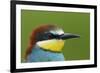 European Bee-Eater (Merops Apiaster) Head Portrait, Pusztaszer, Hungary, May 2008-Varesvuo-Framed Photographic Print