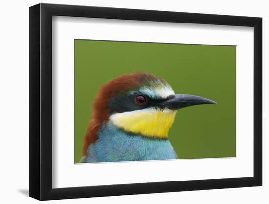 European Bee-Eater (Merops Apiaster) Head Portrait, Pusztaszer, Hungary, May 2008-Varesvuo-Framed Photographic Print