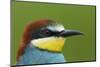 European Bee-Eater (Merops Apiaster) Head Portrait, Pusztaszer, Hungary, May 2008-Varesvuo-Mounted Photographic Print