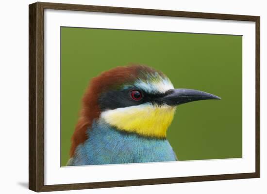 European Bee-Eater (Merops Apiaster) Head Portrait, Pusztaszer, Hungary, May 2008-Varesvuo-Framed Photographic Print