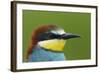 European Bee-Eater (Merops Apiaster) Head Portrait, Pusztaszer, Hungary, May 2008-Varesvuo-Framed Photographic Print