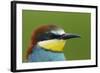 European Bee-Eater (Merops Apiaster) Head Portrait, Pusztaszer, Hungary, May 2008-Varesvuo-Framed Photographic Print