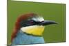 European Bee-Eater (Merops Apiaster) Head Portrait, Pusztaszer, Hungary, May 2008-Varesvuo-Mounted Photographic Print