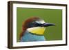 European Bee-Eater (Merops Apiaster) Head Portrait, Pusztaszer, Hungary, May 2008-Varesvuo-Framed Photographic Print