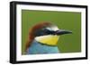 European Bee-Eater (Merops Apiaster) Head Portrait, Pusztaszer, Hungary, May 2008-Varesvuo-Framed Photographic Print