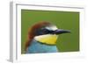 European Bee-Eater (Merops Apiaster) Head Portrait, Pusztaszer, Hungary, May 2008-Varesvuo-Framed Photographic Print