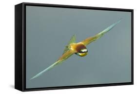 European Bee-Eater (Merops Apiaster) in Flight, Bulgaria, May 2008-Nill-Framed Stretched Canvas