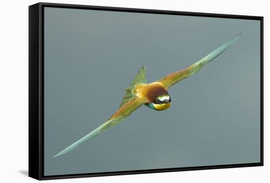 European Bee-Eater (Merops Apiaster) in Flight, Bulgaria, May 2008-Nill-Framed Stretched Canvas