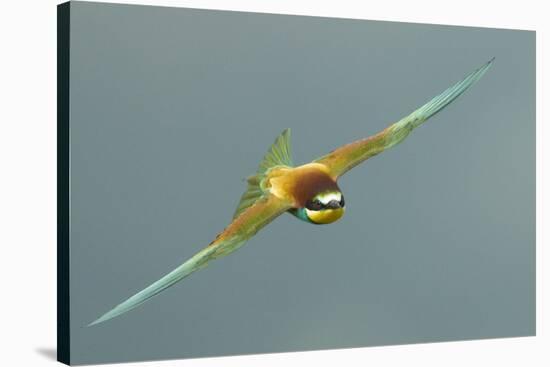 European Bee-Eater (Merops Apiaster) in Flight, Bulgaria, May 2008-Nill-Stretched Canvas