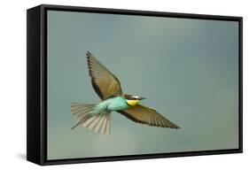 European Bee-Eater (Merops Apiaster) in Flight, Bulgaria, May 2008-Nill-Framed Stretched Canvas