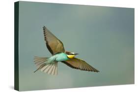 European Bee-Eater (Merops Apiaster) in Flight, Bulgaria, May 2008-Nill-Stretched Canvas