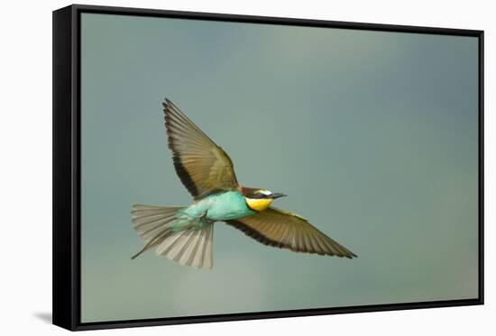 European Bee-Eater (Merops Apiaster) in Flight, Bulgaria, May 2008-Nill-Framed Stretched Canvas